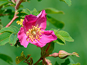 Alpen-Heckenrose (Rosa pendulina)