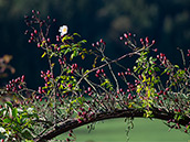 Feldrose am Rosenbogen  mit Nachblüte
