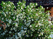Bibernell-Rose (Rosa spinosissima)