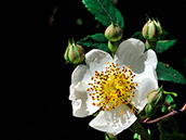 Feld-Rose (Rosa arvensis)