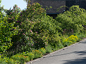 Wildrosenhecke Hecke mit verschiedenen Wildrosen