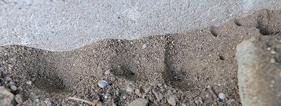 Fangtrichter der Ameisenlöwen im Sand