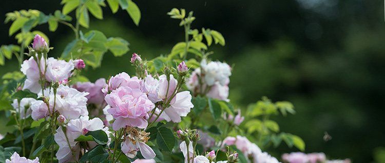 Celsiana - Rose mit strahlenden hellrosa Blüten