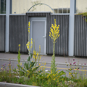 Wildpflanzen im Verkehrsteiler