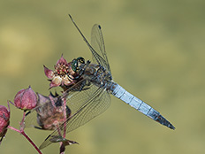 Libelle mit braunem Brustteil und blaubereiftem Hinterteil