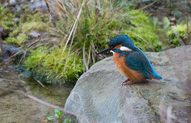 Eisvogel, blau gesprenkeltes Kopf- und Rückengefieder und orange-roter Bauch