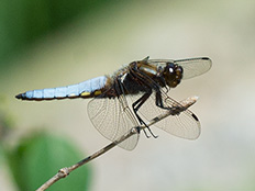 Libelle mit breitem, blaubereiftem Hinterkörper
