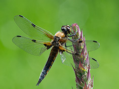 Libelle mit je 2 Flecken auf den Flügeln
