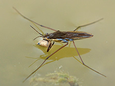 Braunes Insekt mit weissem Bauch und langen Beinen