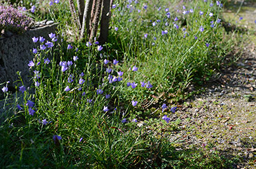 Zweite Blüte im September