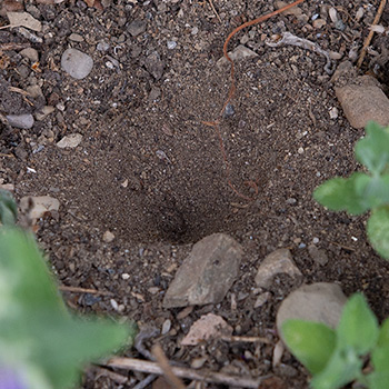 Ameisenlöwen -Trichter im Sand