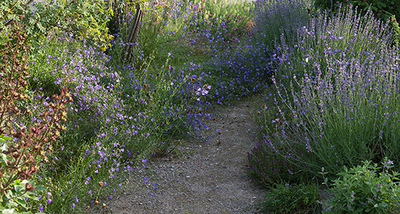 Glockenblumen und Lavendel