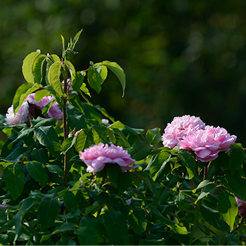 'Jacques Cartier'