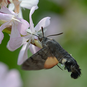 Taubenschwänzchen am Seifenkraut