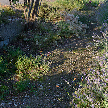 Glockenblumen nach dem Rückschnitt