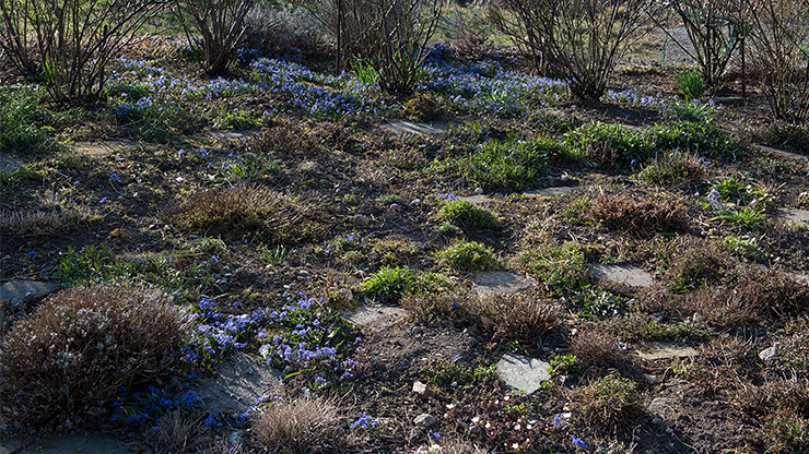 Rosenrabatte mit vielen Sibirischen Blausternen