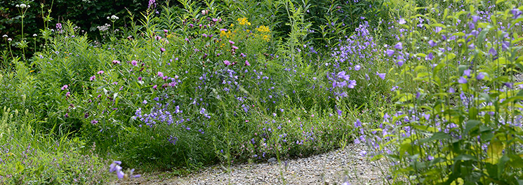 Glockenblumen