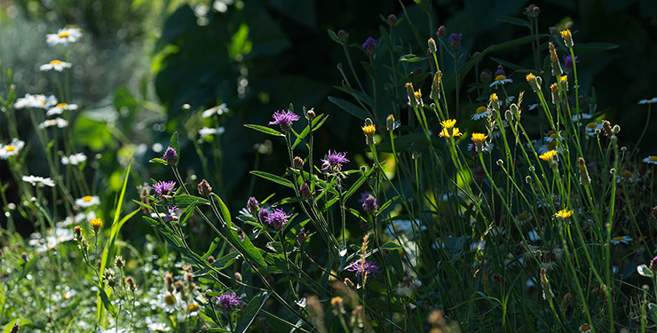 Margerite, Wiesenflockenblume und gelber Körbchenblütler