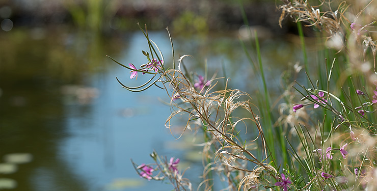 Rosa Blüten und Samenstände am Teich