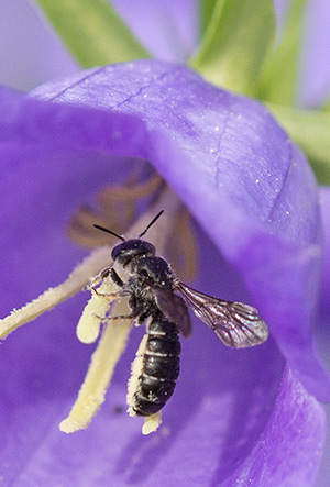 Wildbiene erntet Glockenblumenpollen