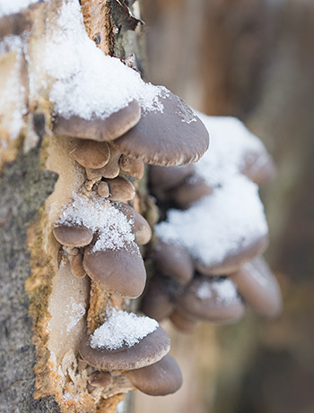 verschneite Pilze Quellen unter der Baumrinde hervor
