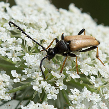 Schwarzer Käfer mit braunen Flügeldecken und langen gesägten Fühlern