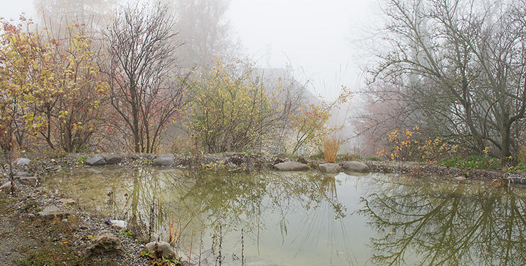 Nebel am Teich