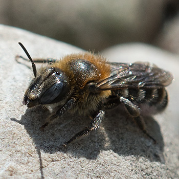 Biene wärmt sich auf einem Stein auf