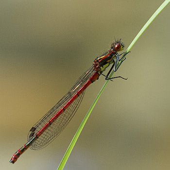 Eine rotschwarze kleine, schlanke Libelle an einem Gras