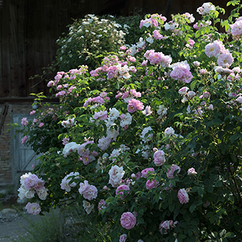 Gebüsch aus rosaroten Alten Rosen