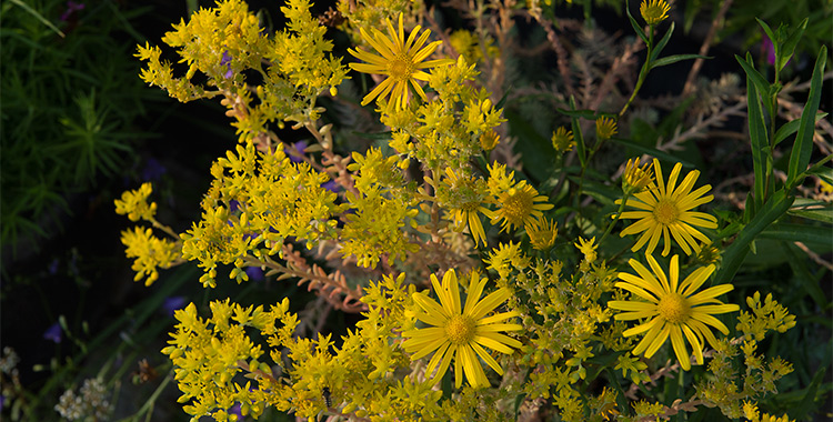 Leuchtend gelbe Blumen im Topf