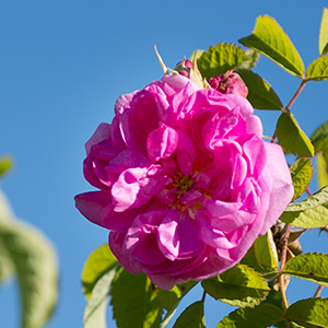 Kräftig rosarote Rosenblüte