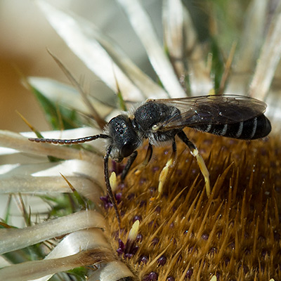 Schwarze Wildbiene mit weissen Streifen und goldgelben Beinen