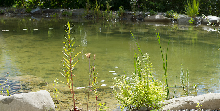 Unser Gartenteich: Das Wasser ist grünlich und der Rand mit Sumpfpflanzen bewachsen