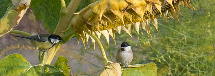 Die Vögel sitzen in einer Sonnenblumenstaude