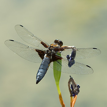 Libelle mit kräftigem, stahlblauen Bauch