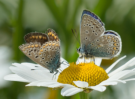 Zwei Bläulinge, das Männchen oben blau, das Weibchen braun