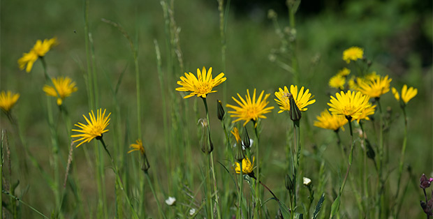 Ansaat Und Pflege Von Blumenrasen Und Blumenwiesen