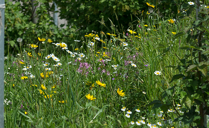 Blumenwiese