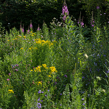 Hochstaudenflur im Juni: Rosa Weidenröschen, gelbes Johanniskraut und blaue Glockenblumen