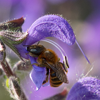 Rotgestreifte Wildbiene holt Nektar in der Wiesensalbeiblüte und bekommt dabei ein Paket Pollenstaub für die Nachbarspflanze