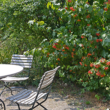 Gemeiner Schneeball mit roten Früchten beim Sitzplatz