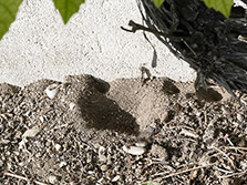 Libellenähnliches Insekt mit durchsichtigen, schwarz gefleckten Flügeln