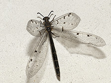 Libellenähnliches Insekt mit durchsichtigen, schwarz gefleckten Flügeln