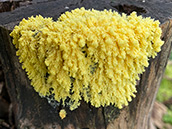 Ende März: Hohe Schlüsselblume, Hohler Lerchensporn und Stinkende Nieswurz blühen als Erste