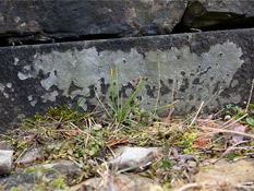 Graue Flechten auf Rorschacher Sandstein