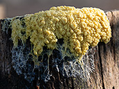 Gemswurz und Nachtnelken