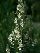 Mehlige Königskerze (Verbascum lychnitis)