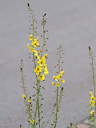 Motten-Königskerze (Verbascum blattaria)