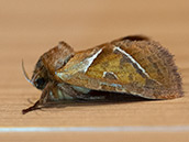 Rötlich-braune Vorderflügel mit weißlich abgesetzter, brauner Binde